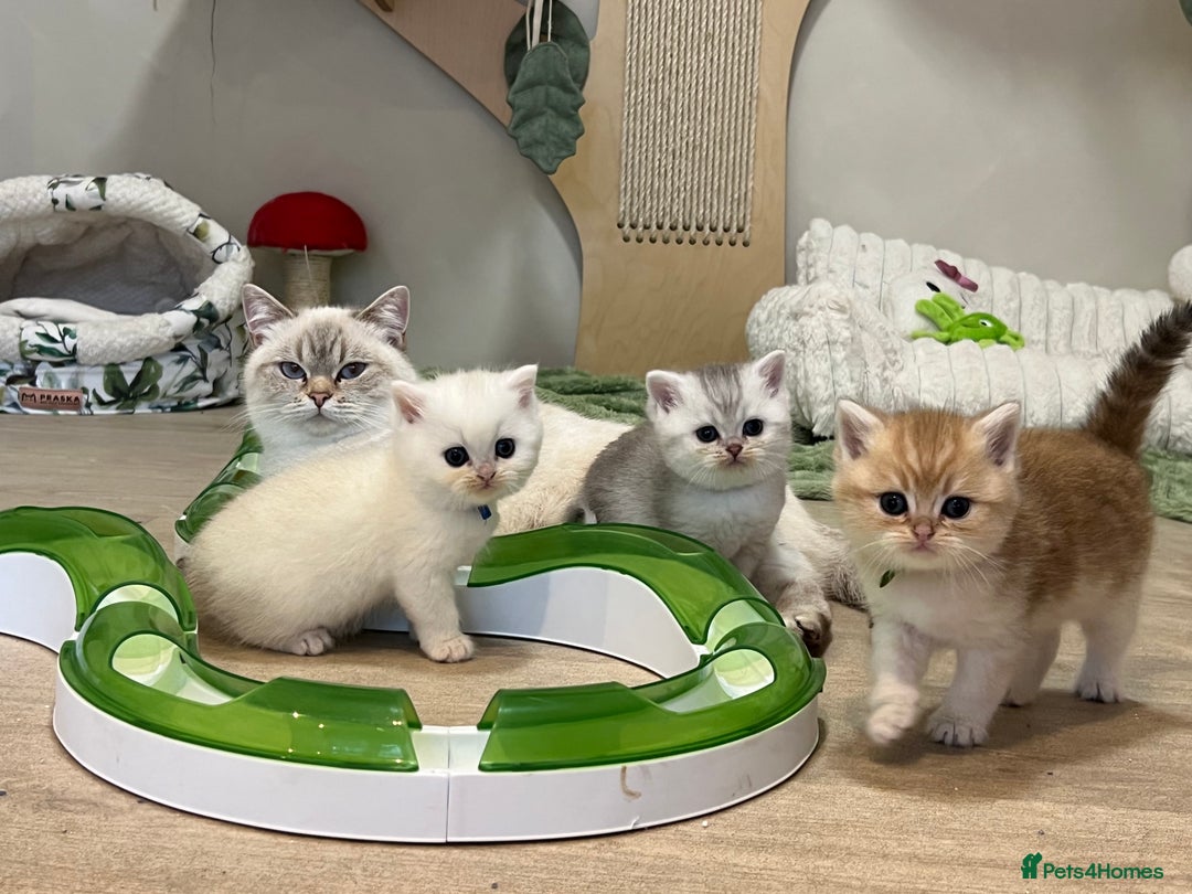 British Shorthair cats for sale: Affectionate lap cats health tested parents  - Image 29
