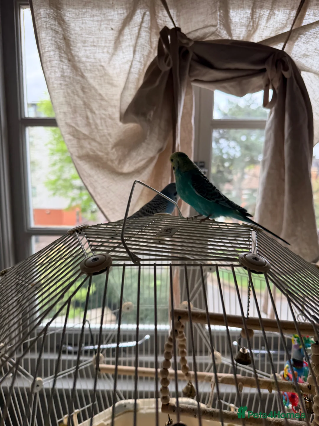 Budgerigars birds for sale: Pair of friendly budgies tame with omelet cage  in Bedford - Advert 2