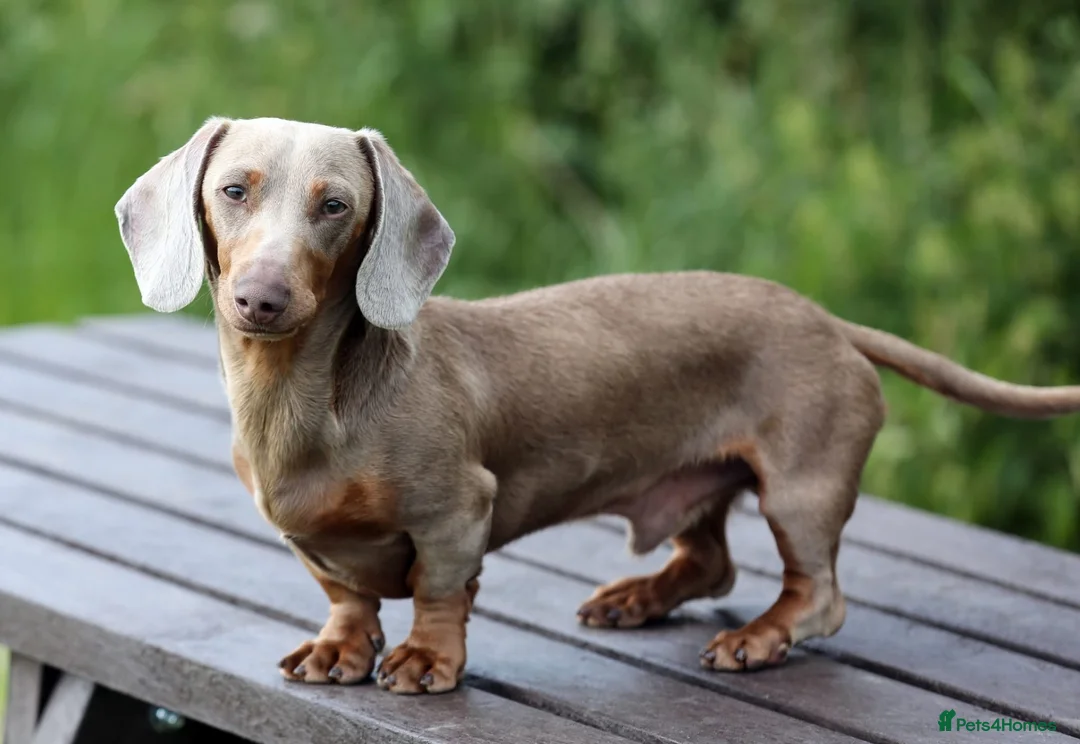Miniature Dachshund dogs for sale: KC Reg Quality Miniature Dachshunds  in Driffield - Advert 2