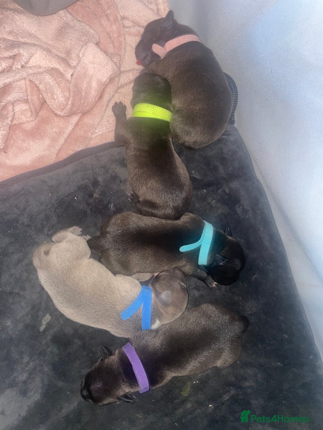 Staffordshire Bull Terrier dogs for stud: Dodger for stud! - Image 9