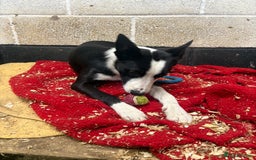 Border Collie dogs for sale: ⭐️6 Month old border Collie puppy⭐️ - Image 6