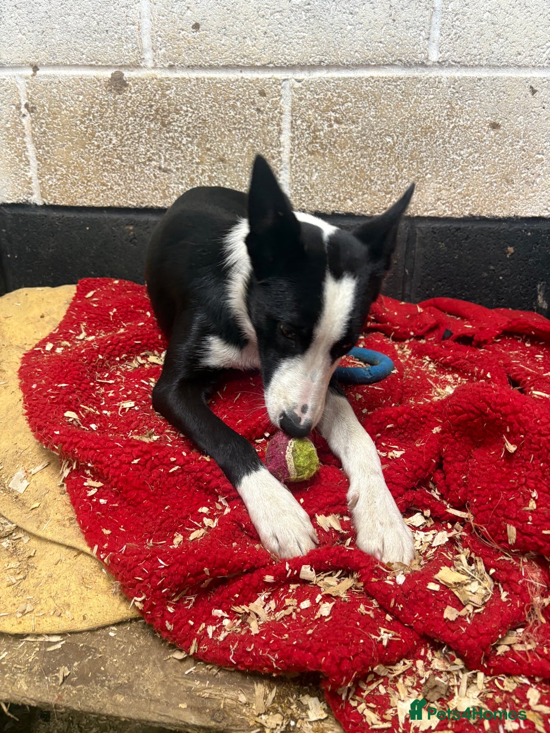 Border Collie dogs for sale: ⭐️6 Month old border Collie puppy⭐️ - Image 6