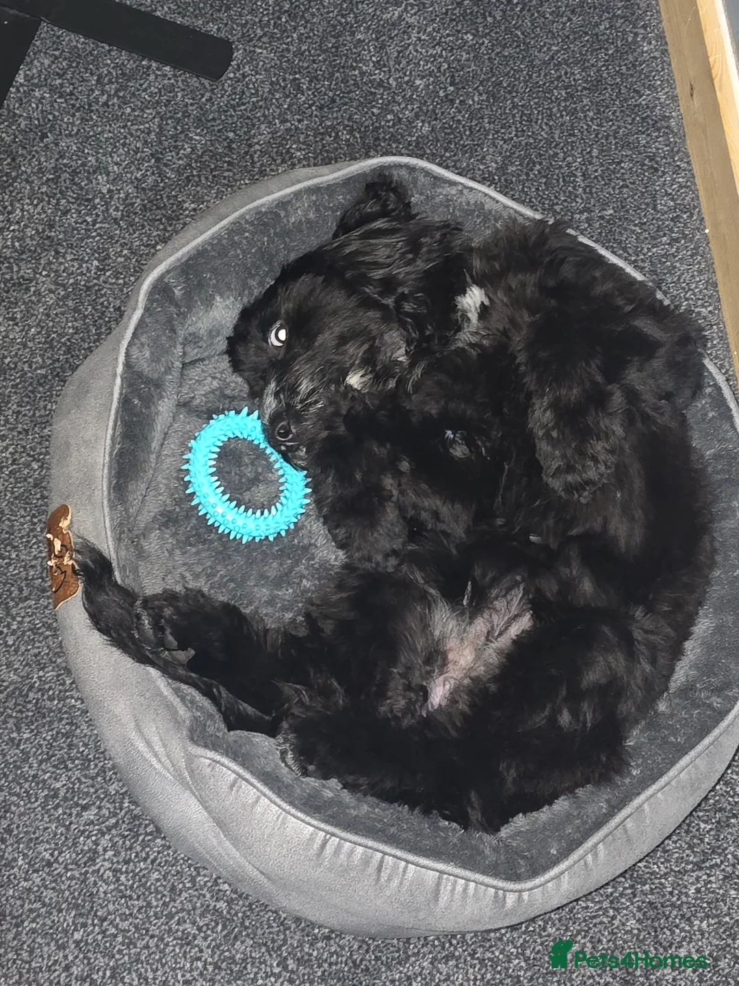 Cockapoo dogs for sale: 1 year old Cockerpoo girl  in Normanton - Advert 6