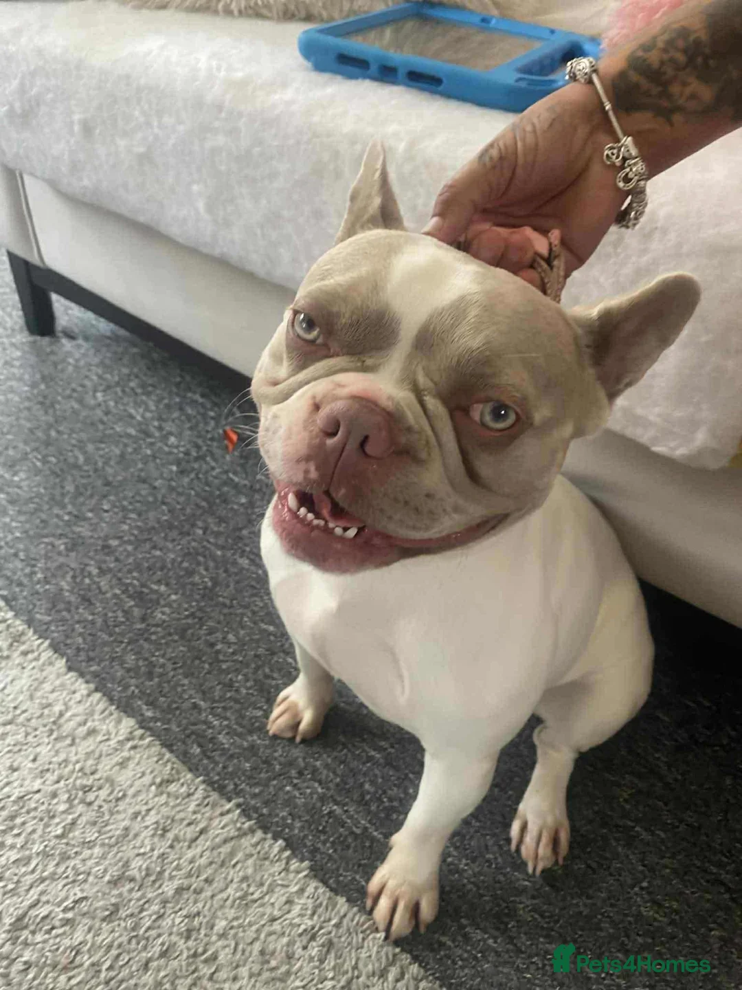 French Bulldog dogs for sale: Gucci the Frenchie - Advert 2