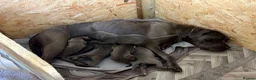 Cane Corso dogs for sale: Cane corso puppies for sale - Advert 2