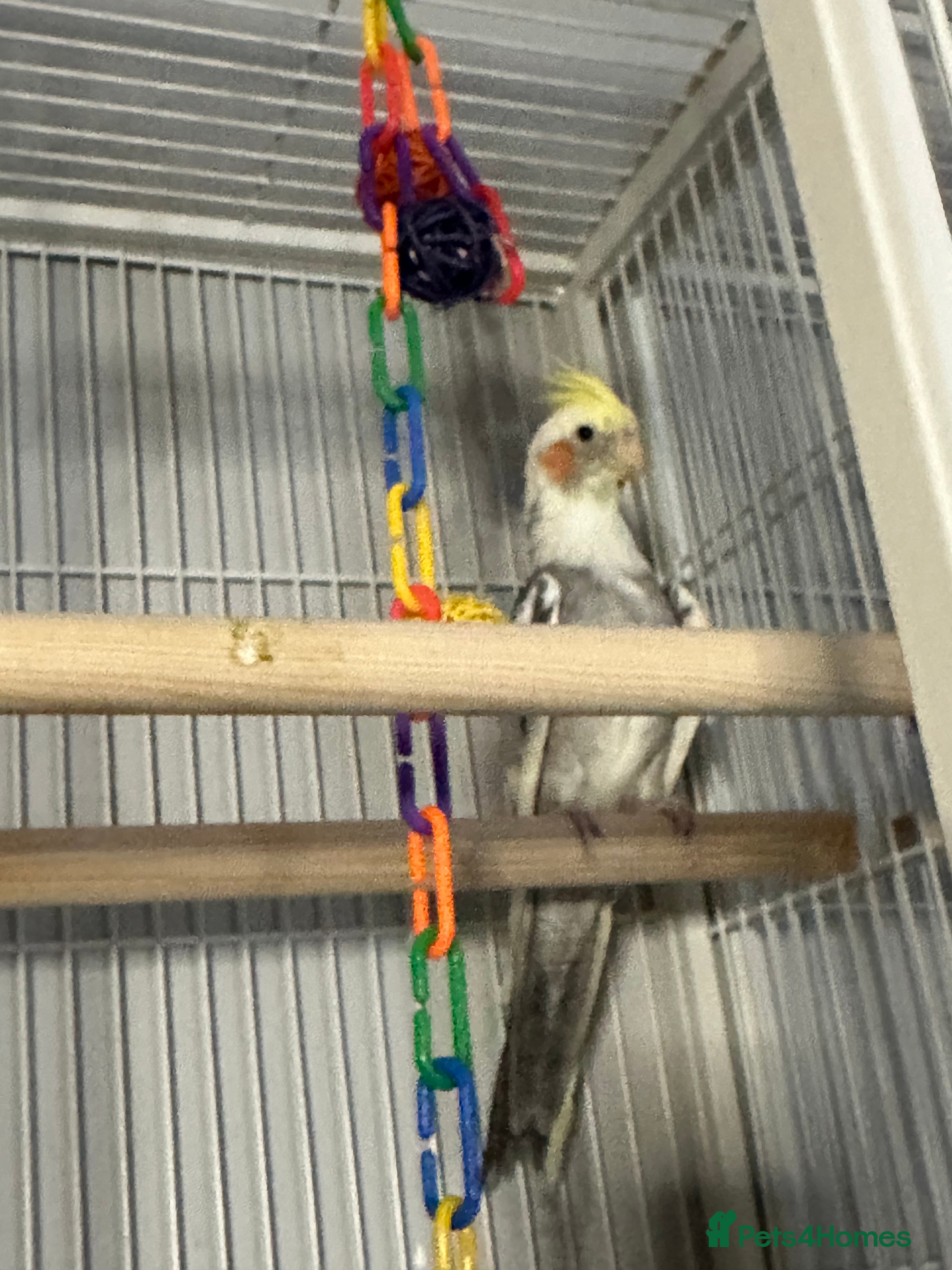 Cockatiels birds Male cockatiel - Advert 2