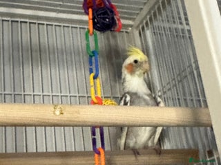 Cockatiels birds Male cockatiel - Advert 2