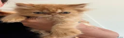 Persian cats for sale: Exotic long haired Persian kittens  in Bolton - Advert 12