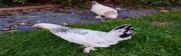 Chickens poultry for sale: Chickens For Sale Peterborough  - Advert 3