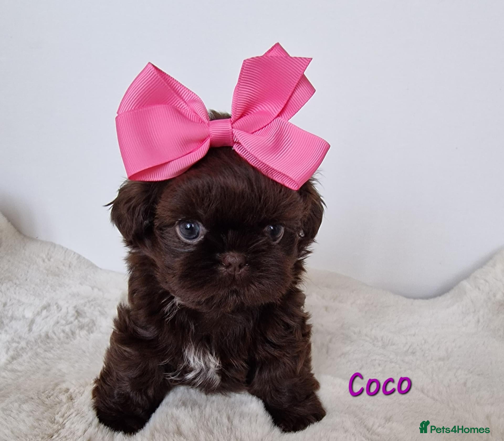 Shih Tzu dogs Chocolate Imperial Shih Tzu Grils  - Advert 2