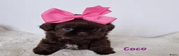 Shih Tzu dogs for sale: Chocolate Imperial Shih Tzu Grils  - Advert 2