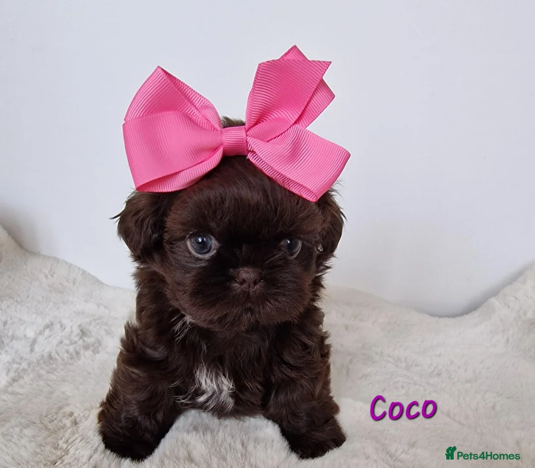 Shih Tzu dogs for sale: Chocolate Imperial Shih Tzu Grils  - Advert 2