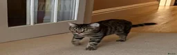 Bengal cats for adoption: Dinah, Bengal girl  - Advert 3