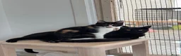 Arabian Mau cats for sale: Beautiful Bruno ❤️ - Advert 3