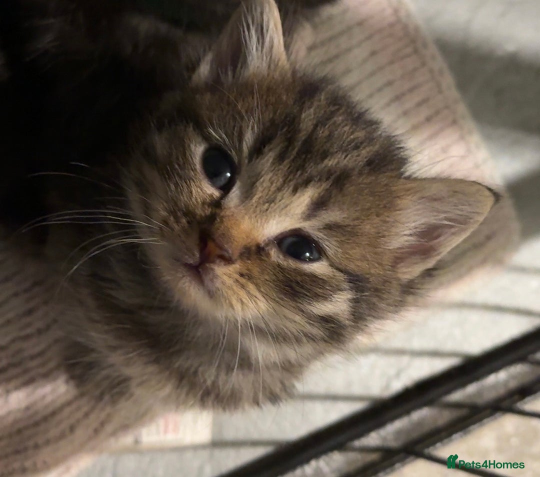 Mixed Breed cats for sale: 6 British Shorthair cross kittens  - Image 3