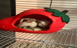 Mouse rodents for sale: 2 female Siamese fancy mice  - Image 4