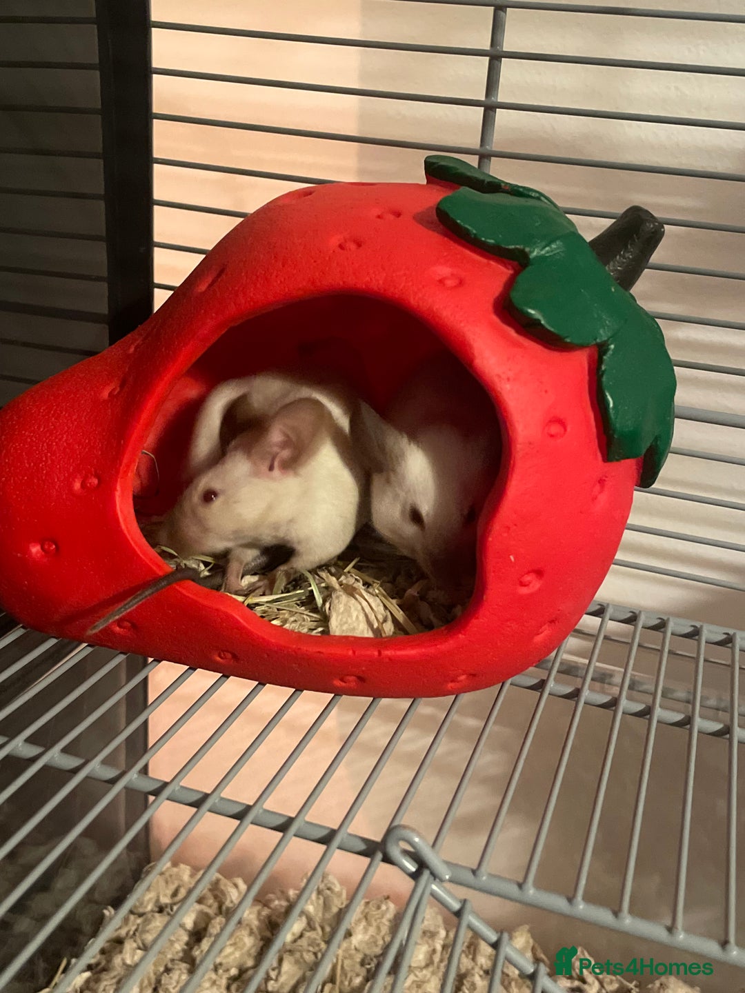 Mouse rodents for sale: 2 female Siamese fancy mice  - Image 4
