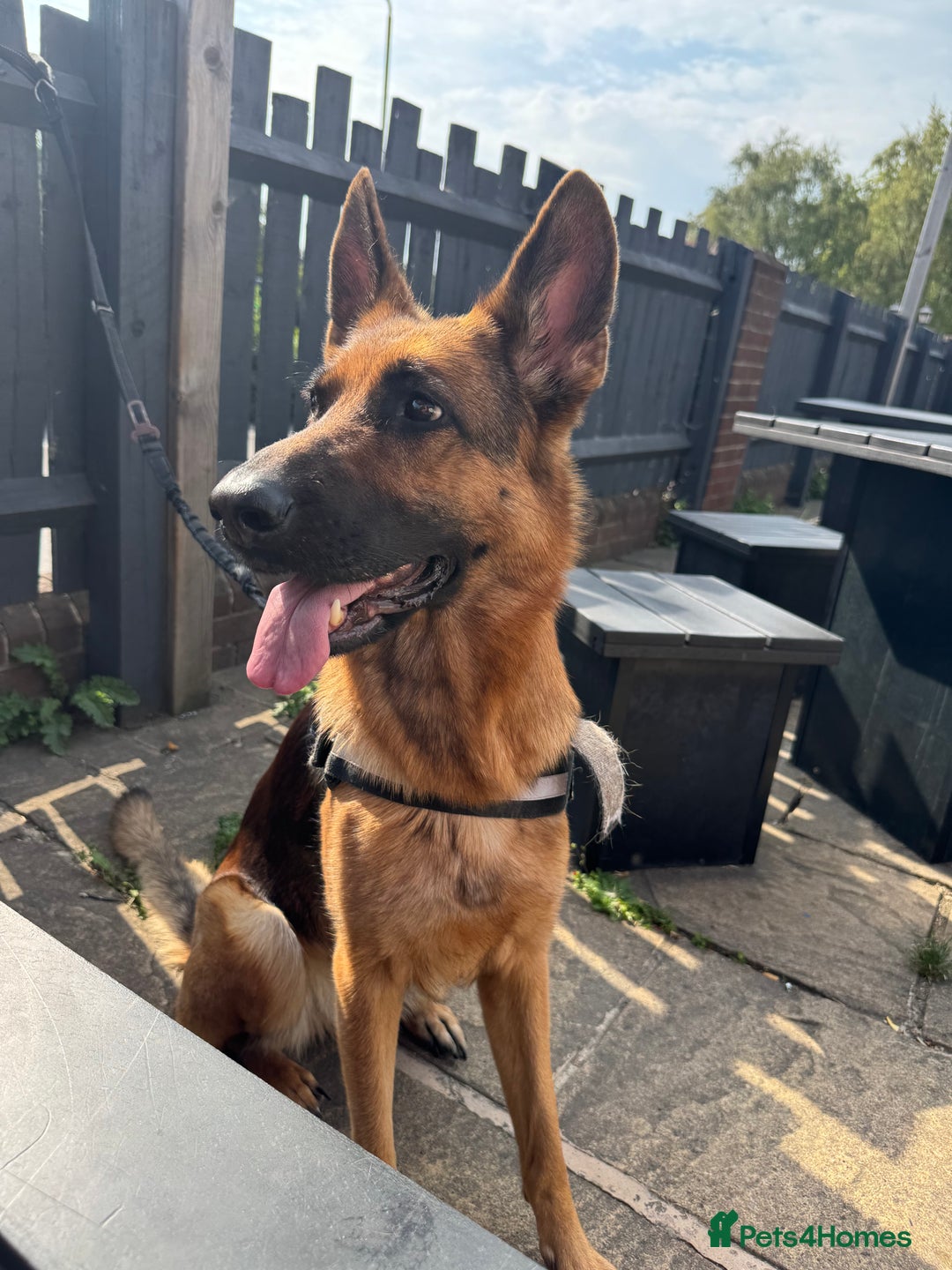 German Shepherd dogs for sale: Roxy  - Advert 3