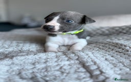 Whippet dogs for sale: 🏆KC Whippet Puppies - Gentle, Elegant & Loving🏆 - Image 8