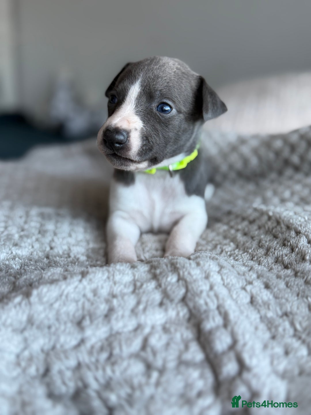Whippet dogs for sale: 🏆KC Whippet Puppies - Gentle, Elegant & Loving🏆 - Image 8