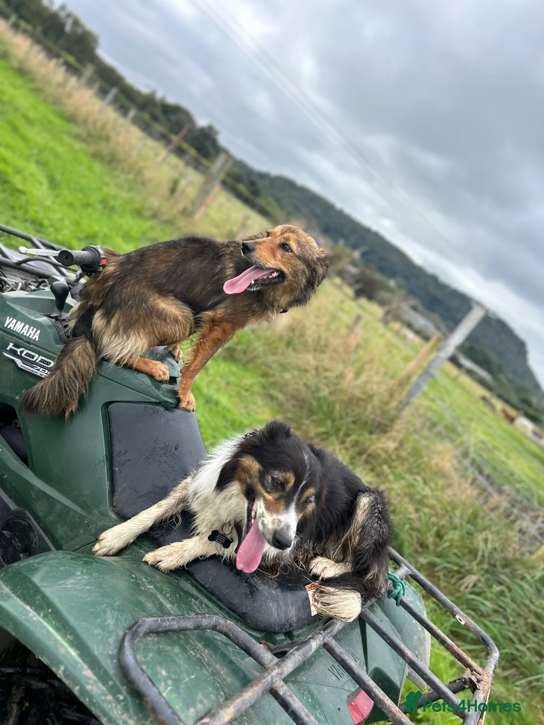 Border Collie dogs for sale: Beautiful tri coloured and red sable puppies  - Advert 12