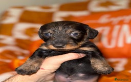 Dachshund dogs for sale: 🩷💙Stunning KC Wire haired Dachshunds🩷💙 - Image 4