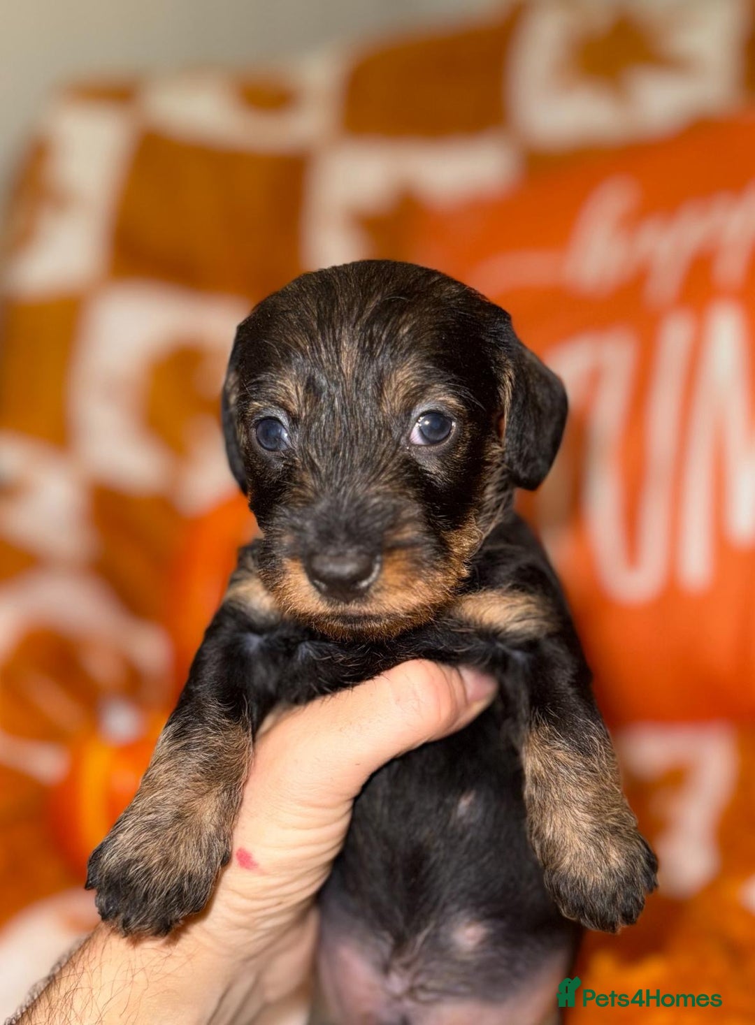Dachshund dogs for sale: 🩷💙Stunning KC Wire haired Dachshunds🩷💙 - Image 4