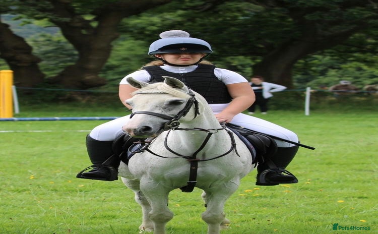 Welsh Section A horses - Advert 1