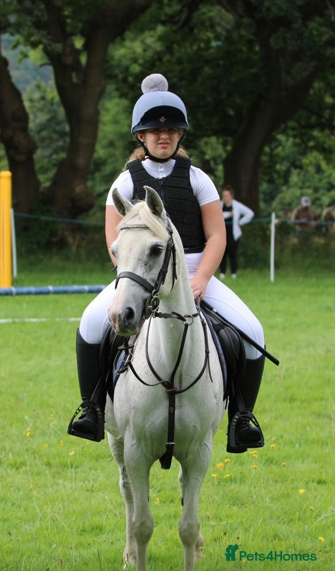 Welsh Section A horses for sale: Welsh Mountain pony x Arab - Image 1