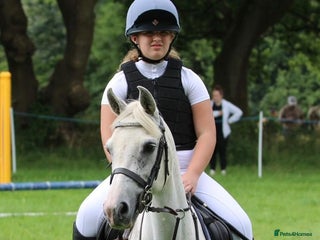 Welsh Section A horses - Advert 5