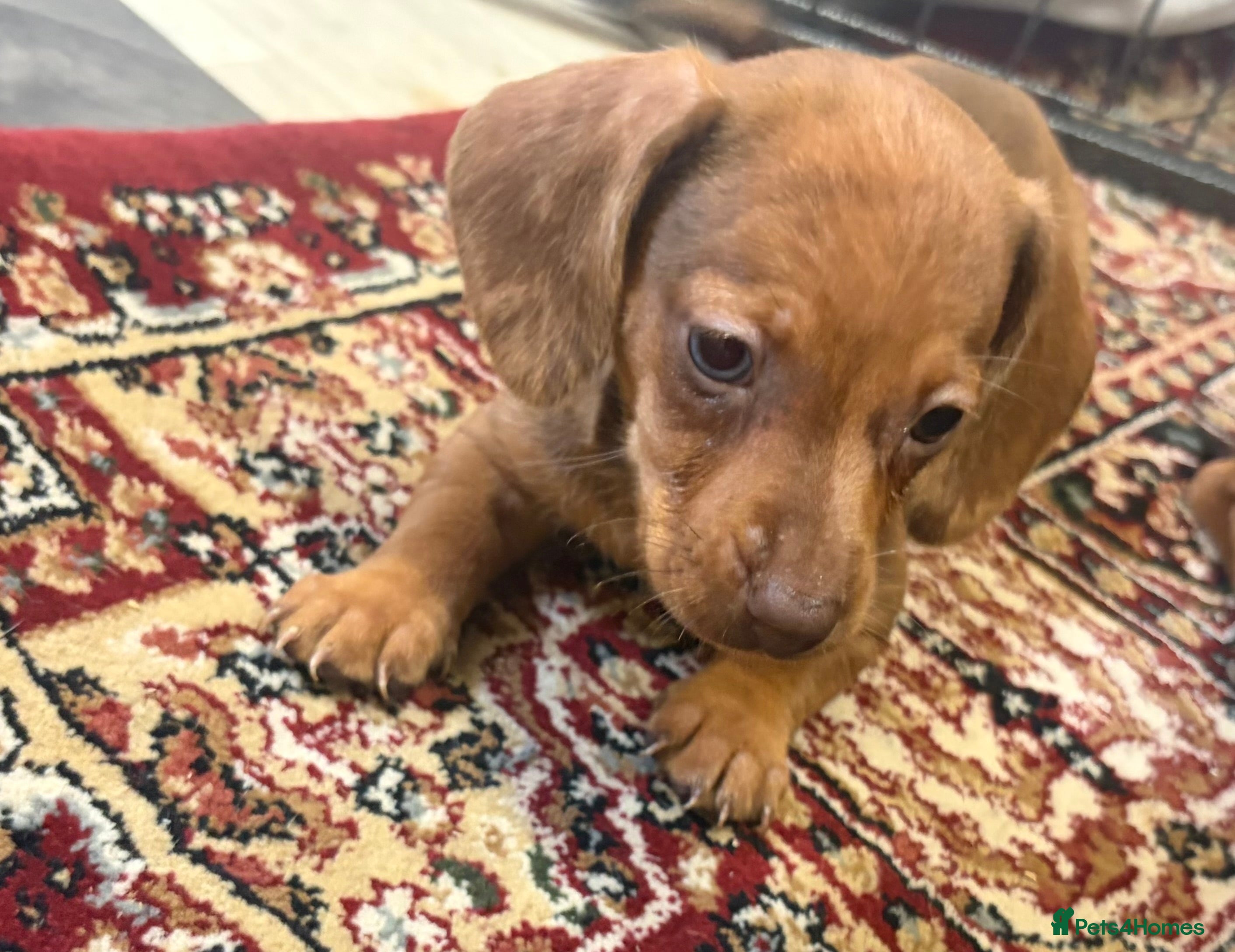 Dachshund dogs Red Dachshund Puppies! - Advert 1