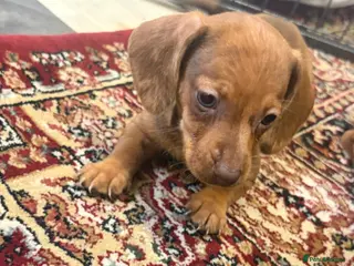 Dachshund dogs Red Dachshund Puppies! - Advert 1
