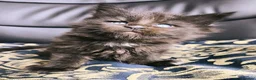 Maine Coon cats for sale: TICA registered DNA health tested maine coon boys - Advert 20