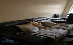 Jack Russell dogs for stud: Stud  - Image 6