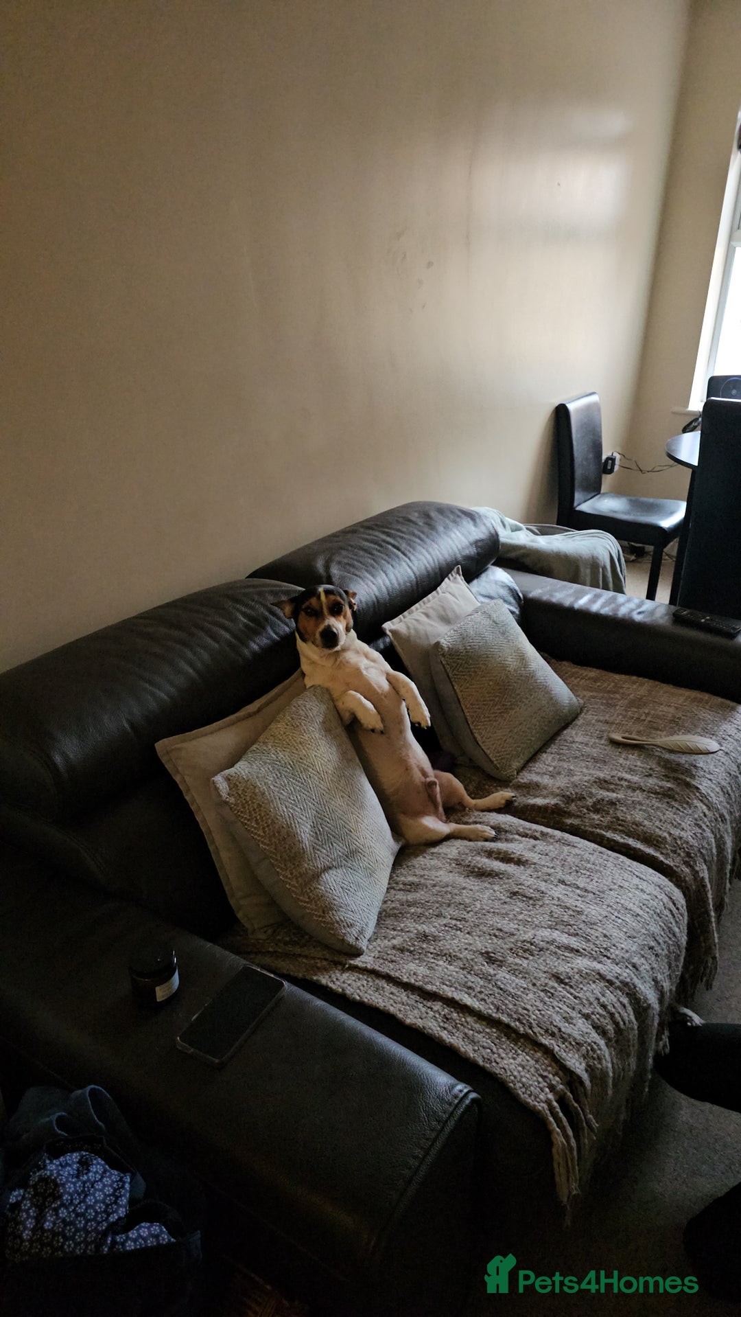 Jack Russell dogs for stud: Stud  - Image 6