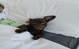 Miniature Dachshund dogs for sale: Handsome Wilbur for sale - miniature dachshund  - Image 8