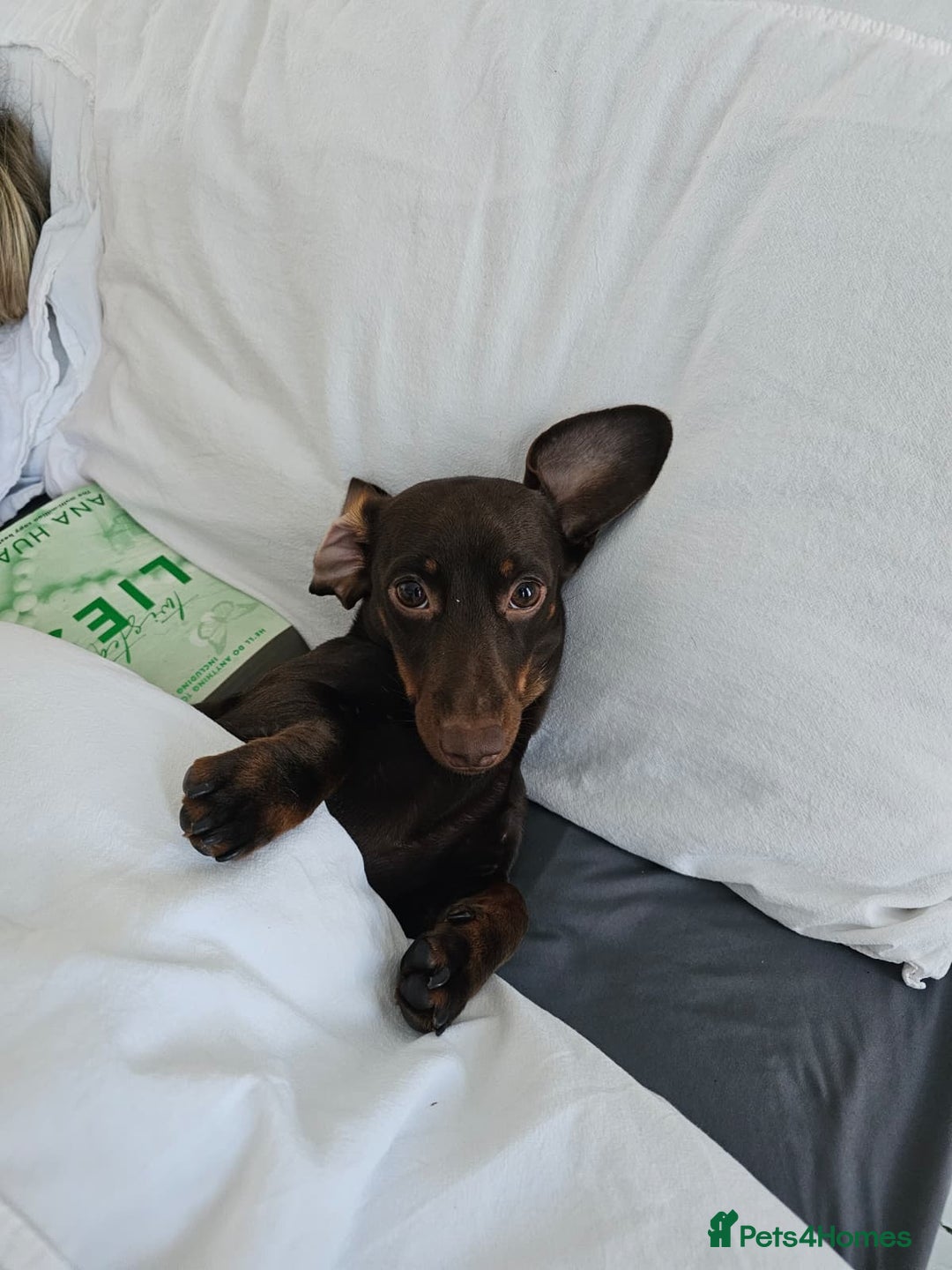 Miniature Dachshund dogs for sale: Handsome Wilbur for sale - miniature dachshund  - Image 8