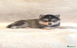 Pomsky dogs for sale: perfect husky markings Pomsky puppies for sale - Image 4