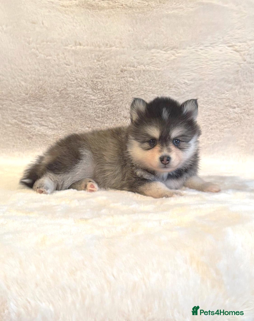 Pomsky dogs for sale: perfect husky markings Pomsky puppies for sale - Image 4