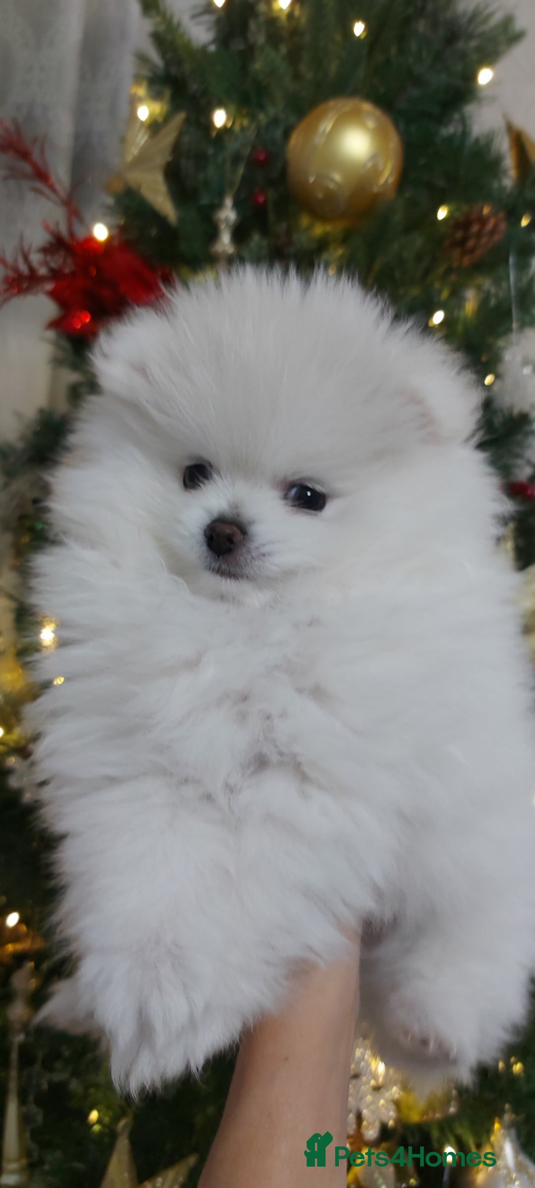 Pomeranian dogs for sale: Russian baby pomeranian(only one girls left) 💕💝  - Advert 15