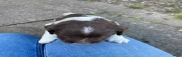 English Springer Spaniel dogs for sale: KC Reg Liver and White English Springer Spaniels - Advert 8