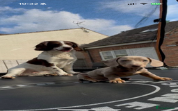 English Springer Spaniel dogs for stud: English springer spaniel stud - Image 8