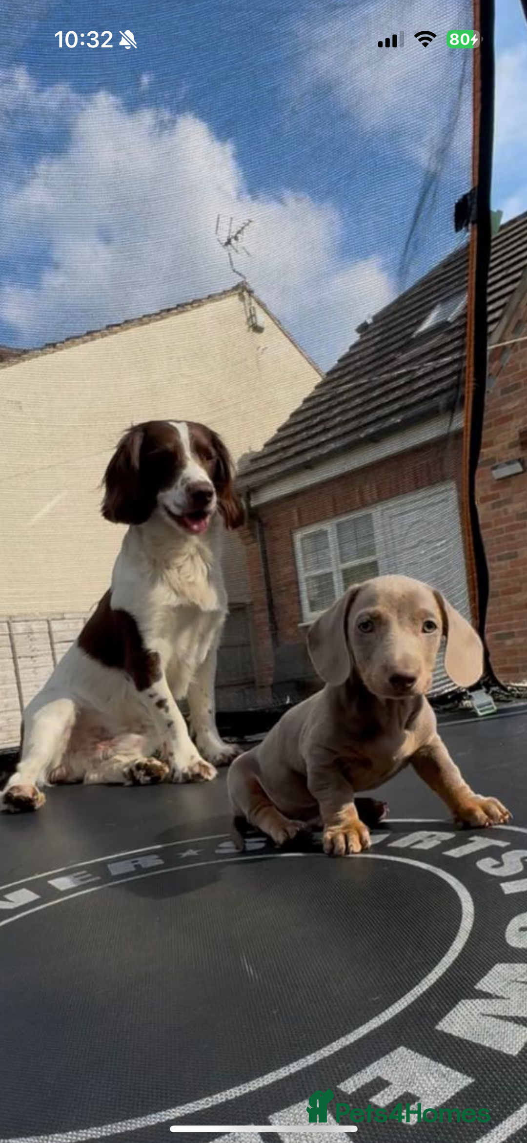 English Springer Spaniel dogs for stud: English springer spaniel stud - Image 8