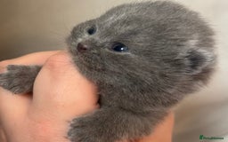 British Shorthair cats for sale: British shorthair kittens - Image 8