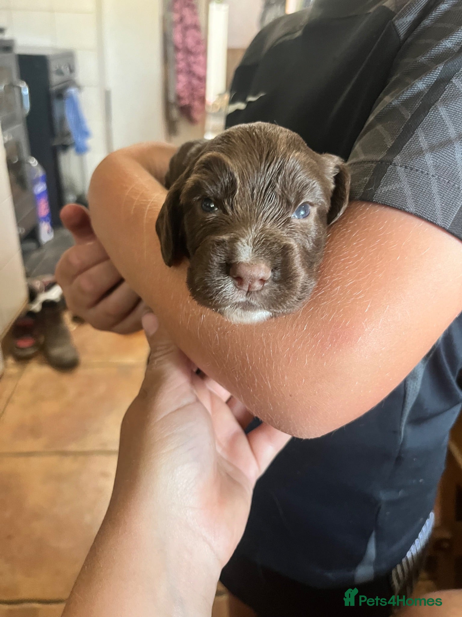 Cocker Spaniel dogs Beautiful working cocker spaniels  - Advert 5