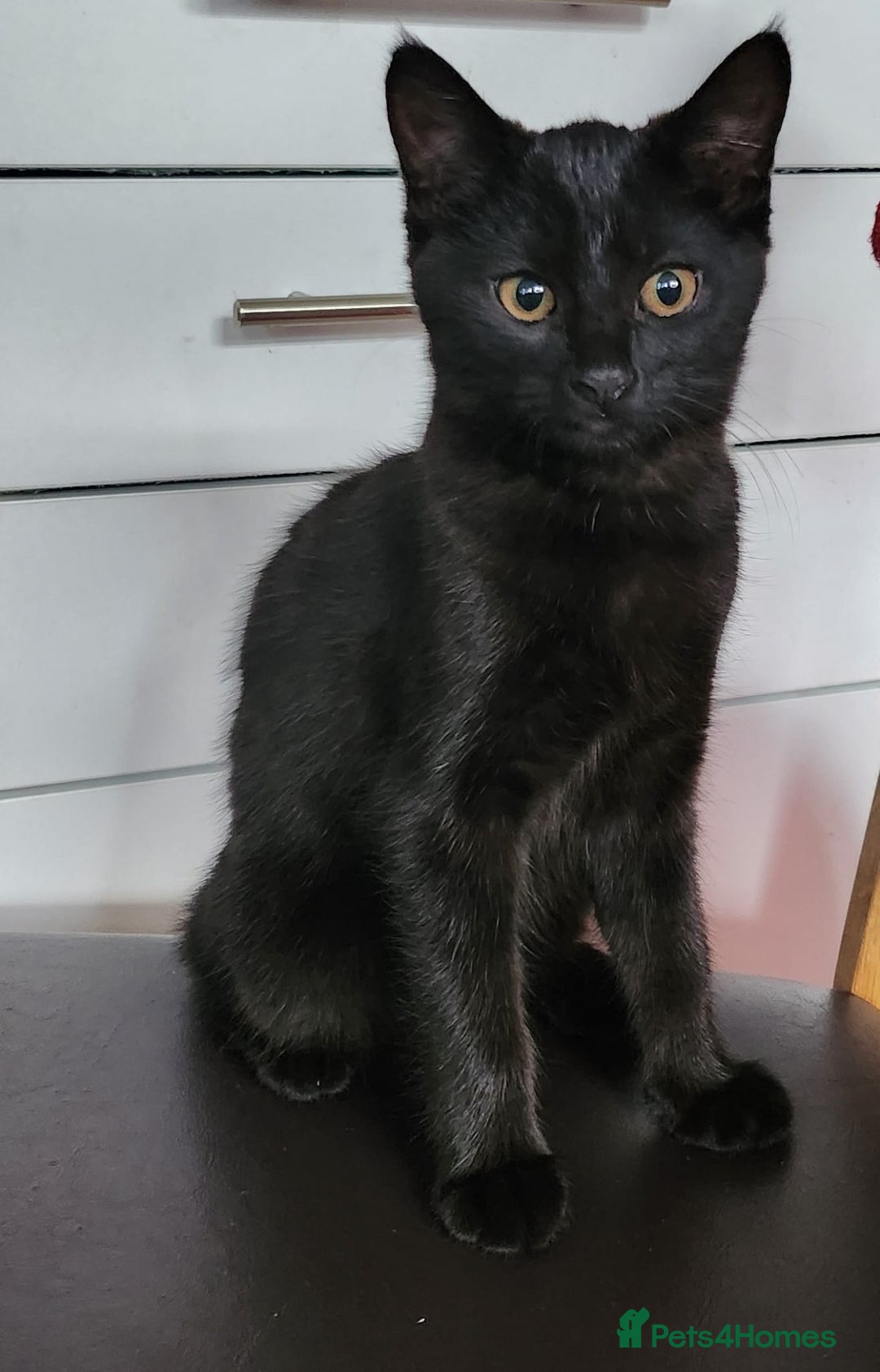 British Shorthair cats for sale: Beautiful  - Image 1