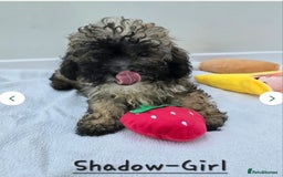Shihpoo dogs for sale: Shi poo (Girl) - Image 2