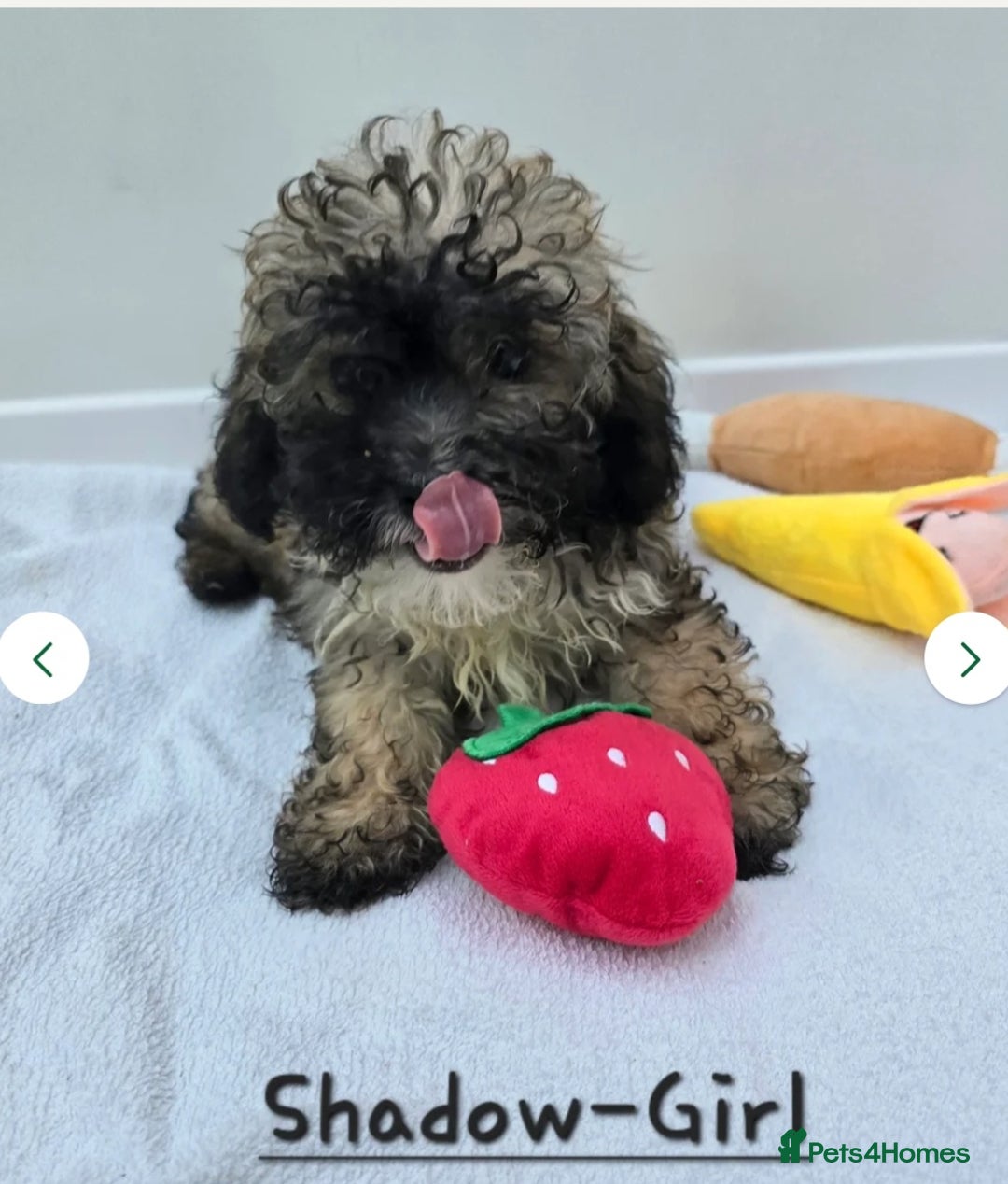 Shihpoo dogs for sale: Shi poo (Girl) - Image 2
