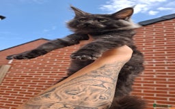 Maine Coon cats for sale: Pedigree Maine Coon kittens  - Image 18