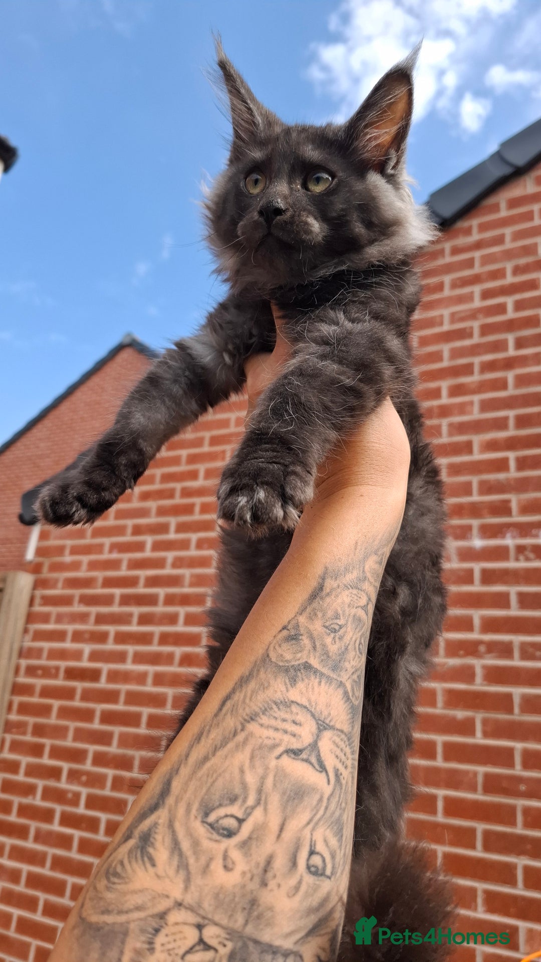 Maine Coon cats for sale: Pedigree Maine Coon kittens  - Image 18